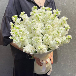 Букет из 19 белых маттиол